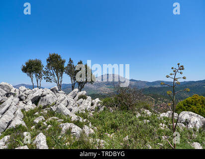 La diversité des plantes de montagne et arbres au sommet d'une montagne Ridgeline dans le Parc Naturel de la Sierra de las Nieves, Andalousie, Espagne Banque D'Images