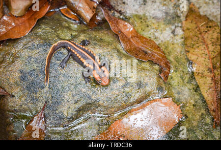 Sur le rocher de la salamandre / faune salamandre crocodile reptile orange et noir tacheté animaux rares sur la forêt tropicale de haute montagne - autres noms salaman Banque D'Images