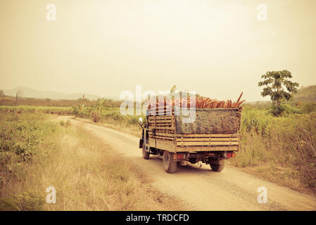 La récolte du manioc sur chariot dans les terres agricoles agriculture asie campagne Banque D'Images