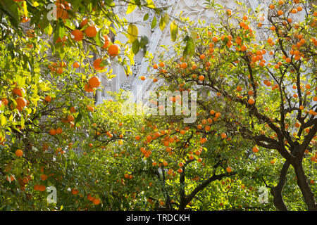 Orangers dans tous leurs fruits dans le domaine de la cathédrale Sainte Marie de l'voir, Cathédrale de Séville Espagne Banque D'Images