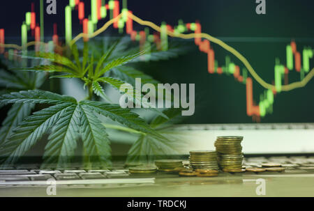 Les feuilles de cannabis marijuana stock exchange market trading ou d'investissement l'analyse graphique de l'indicateur de pièce d'or et d'argent des graphiques Banque D'Images