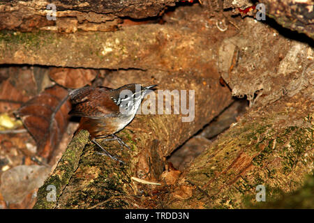 Bois à poitrine blanche (Henicorhina leucosticta wren), l'Amérique du Sud Banque D'Images