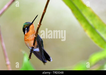 La montagne à gorge blanche-Lampornis castaneoventris, gem (Lampornis castaneoventris), femme, l'Amérique du Sud Banque D'Images