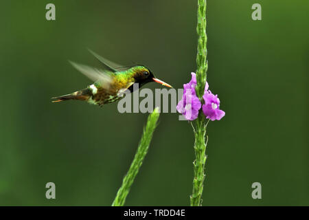 Black-crested Coquette ; Lophornis helenae (Lophornis helenae), homme planant au-devant d'une fleur, d'Amérique du Sud Banque D'Images