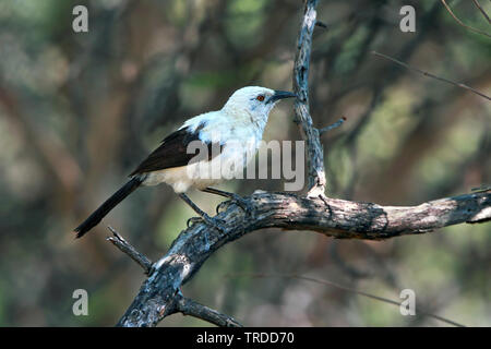 Pied (Turdoides bicolor), perché dans la brousse africaine, Afrique du Sud Banque D'Images