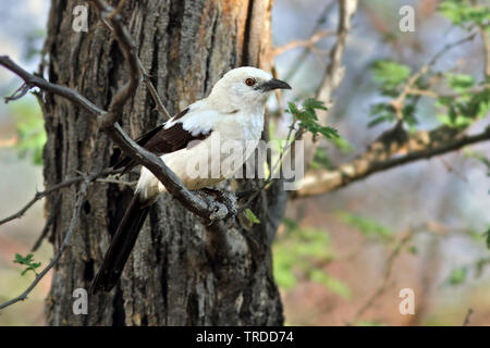 Pied (Turdoides bicolor), perché dans la brousse africaine, Afrique du Sud Banque D'Images