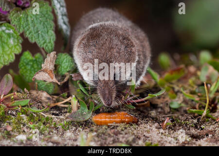 Musaraigne pygmée eurasien, moindre (musaraigne Sorex minutus), a spottet une mouche du bleuet, Pays-Bas Banque D'Images