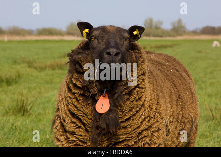 Le mouton domestique (Ovis ammon f. bélier), brown sur un pâturage de moutons, Pays-Bas Banque D'Images