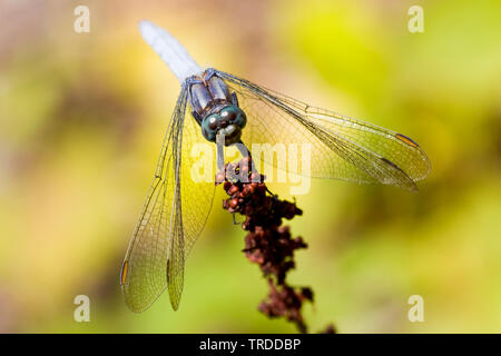 Le sud de l'écumoire (Orthetrum brunneum), France Banque D'Images