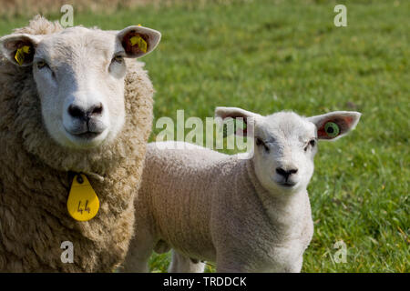 Texel (Ovis ammon f. bélier), avec l'agneau, Pays-Bas, Texel Banque D'Images