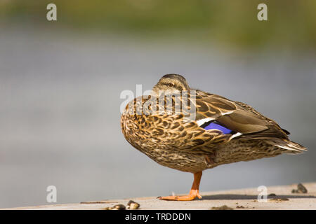 Le Canard colvert (Anas platyrhynchos), le repos, femme, Pays-Bas Overijssel Banque D'Images