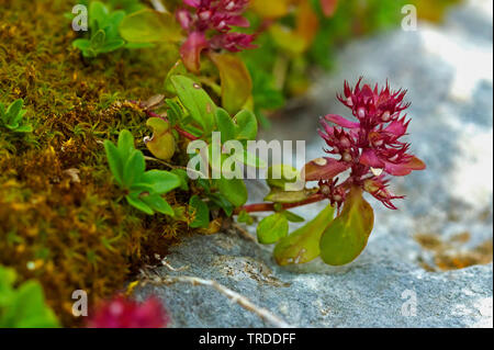 Orpin (Sedum sarmentosum filandreuse), la fructification, Italie, Rhénanie du Nord-Westphalie Banque D'Images