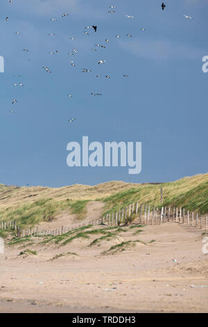 Goéland argenté (Larus argentatus), troupeau, volant au-dessus de dunes à Katwijk aan Zee, Pays-Bas, Hollande-du-Sud, Katwijk aan Zee Banque D'Images