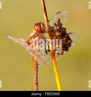 Sympetrum Sympetrum vulgatum (vagabonds), avec la rosée du matin, Pays-Bas Banque D'Images