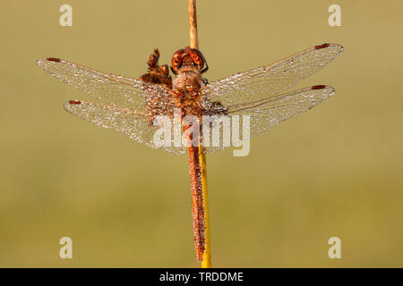 Sympetrum Sympetrum vulgatum (vagabonds), avec la rosée du matin, Pays-Bas Banque D'Images