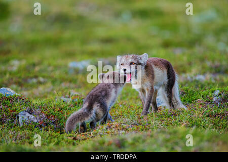 Le renard arctique, le renard polaire (Alopex lagopus, Vulpes lagopus), femme renard polaire est accueilli par un cub, Norvège Banque D'Images