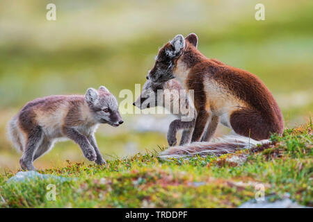 Le renard arctique, le renard polaire (Alopex lagopus, Vulpes lagopus), femme renard polaire avec pubs, Norvège Banque D'Images