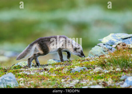 Le renard arctique, le renard polaire (Alopex lagopus, Vulpes lagopus), reniflant de renard polaire cub, Norvège Banque D'Images