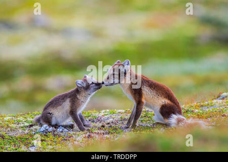 Le renard arctique, le renard polaire (Alopex lagopus, Vulpes lagopus), femme renard polaire avec un pub, Norvège Banque D'Images