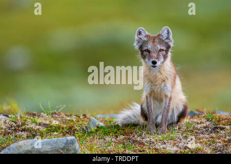 Le renard arctique, le renard polaire (Alopex lagopus, Vulpes lagopus), renard polaire vixen assis dans la fjell en pelage d'été, la Norvège Banque D'Images