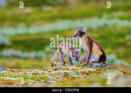 Le renard arctique, le renard polaire (Alopex lagopus, Vulpes lagopus), femme renard polaire avec un pub, Norvège Banque D'Images