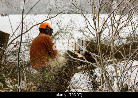 Couper l'arbre en hiver, les Pays-Bas, l'Overijssel, Vecht en Regge Beneden Banque D'Images