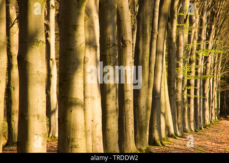 Le hêtre commun (Fagus sylvatica), Rangée d'arbres dans la région de Vecht en Beneden Rogge, Pays-Bas, l'Overijssel Banque D'Images