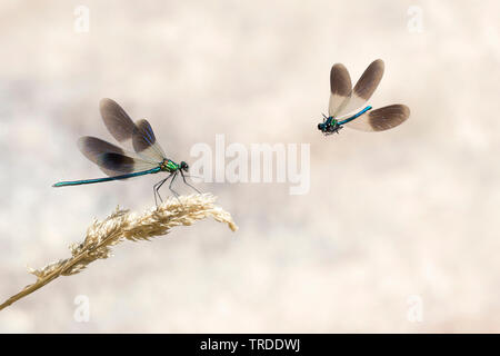 Demoiselle (Calopteryx xanthostoma ouest), demoiselle au bord de l'eau, France Banque D'Images