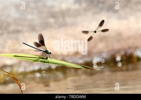 Demoiselle (Calopteryx xanthostoma ouest), demoiselles au bord de l'eau, France Banque D'Images