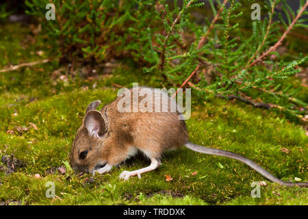 Souris en bois à longue queue, la souris sur le terrain (Apodemus sylvaticus), sur la masse forestière, Pays-Bas Banque D'Images
