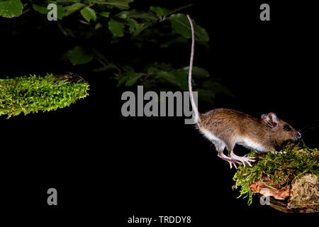 Souris en bois à longue queue, la souris sur le terrain (Apodemus sylvaticus), sauter, Pays-Bas Banque D'Images