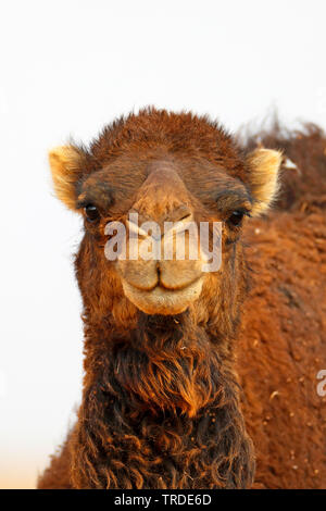 Un dromadaire, chameau (Camelus dromedarius), portrait, vue avant, Maroc Banque D'Images