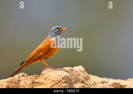 Chambre (Emberiza striolata), homme perché sur un mur de boue, Maroc, Marrakech Banque D'Images