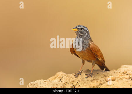 Chambre (Emberiza striolata), homme perché sur un mur de boue, Maroc, Marrakech Banque D'Images