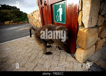 Babouin Chacma baboon, anubius, babouin doguera (Papio ursinus, Papio cynocephalus ursinus), la recherche de nourriture dans un conteneur à déchets, l'Afrique du Sud, Western Cape, Cape of Good Hope National Park Banque D'Images