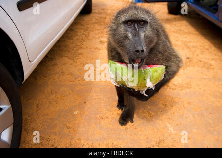 Babouin Chacma baboon, anubius, babouin doguera (Papio ursinus, Papio cynocephalus ursinus), avec une partie d'un melon enveloppée dans un film plastique entre deux voitures en stationnement, Afrique du Sud, Western Cape, Cape of Good Hope, le parc national de Cape Town Banque D'Images