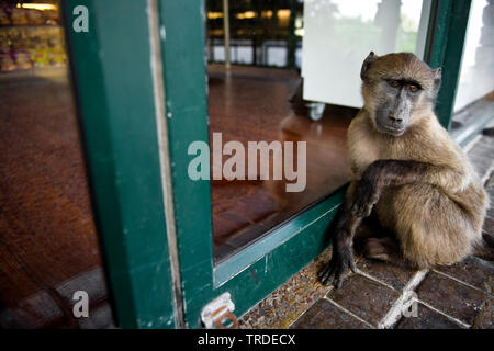 Babouin Chacma baboon, anubius, babouin doguera (Papio ursinus, Papio cynocephalus ursinus), attendant à une porte d'entrée, Afrique du Sud, Western Cape, Cape of Good Hope, le parc national de Cape Town Banque D'Images