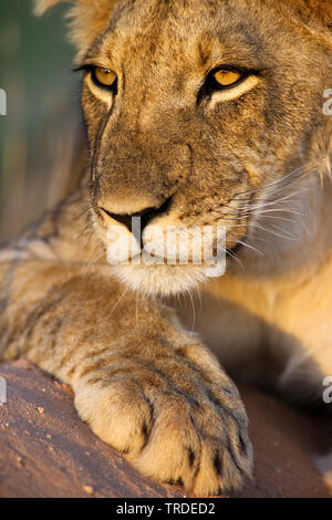 Lion (Panthera leo), portrait d'un jeune lion, Afrique du Sud, Kgalagadi Transfrontier National Park Banque D'Images