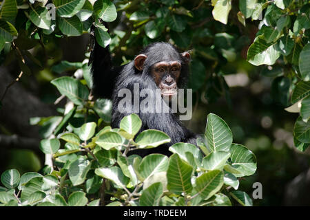 (Pan troglodytes chimpanzé commun), chez les Leafs, Gambie, fleuve Gambie National Park Banque D'Images