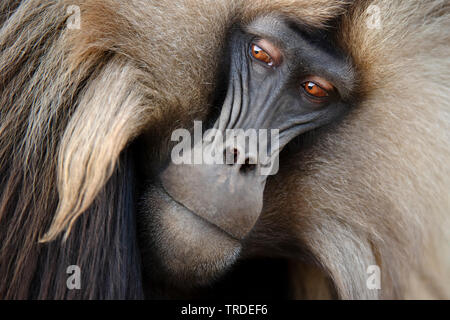 Les babouins gelada, gélada (Theropithecus gelada), portrait, l'Éthiopie, le parc national des montagnes du Simien Banque D'Images