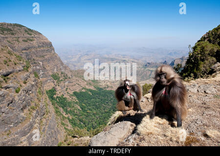 Les babouins gelada, gélada (Theropithecus gelada), dans les montagnes Semien Geladas, Éthiopie, le parc national des montagnes du Simien Banque D'Images