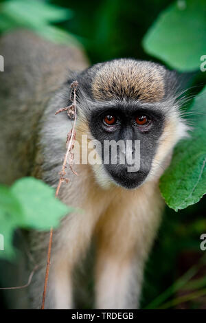 Green monkey, singe, singe Sabaeus Callithrix (Chlorocebus sabaeus), Gambie, Bijilo Banque D'Images