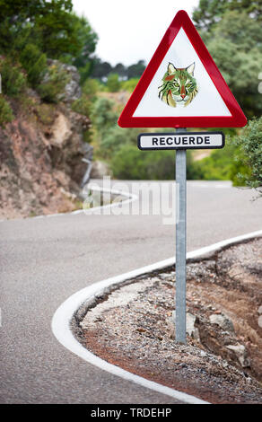 L'espagnol le lynx, le lynx ibérique (Lynx pardinus), signalisation routière, l'Espagne, le Parc National de Doñana Banque D'Images