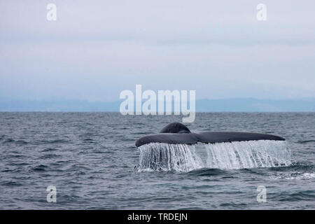 Rorqual bleu (Balaenoptera musculus), queue, USA Banque D'Images