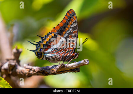 Pacha à deux queues, Foxy Charaxes jasius (Empereur), sur une branche morte d'un marron , Italie, Toscane Banque D'Images