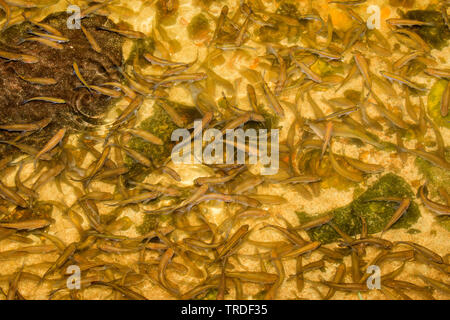 Ephoron virgo vierge (éphémères, Polymitarcis vierge), grand nombre de corégones manger des oeufs d'une rivière qui sont recouverts de jaune d'œufs, de l'Allemagne, la Bavière Banque D'Images
