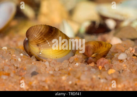 Palourde Asiatique, Asiatique panier clam, corbicula asiatique (Corbicula fluminea), d'enfouir dans les sédiments, l'Italie, le lac de Garde Banque D'Images