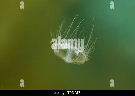 Les Méduses d'eau douce, Regent's Park (Craspedacusta sowerbyi medusa, Microhydra sowerbyi), planant, Allemagne Banque D'Images