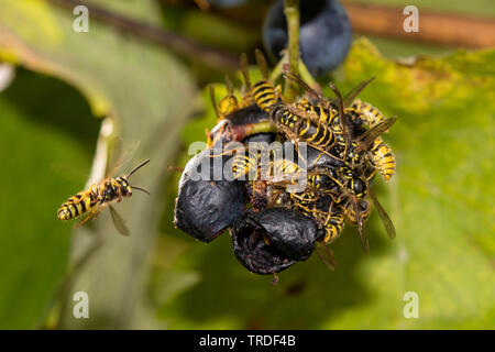 Guêpe (Vespula germanica allemand, Vespa germanica, Paravespula germanica), l'Allemagne, la Bavière Banque D'Images