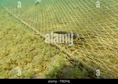 Sombre danubienne, Danube sombre, shemaya (Chalcalburnus chalcoides mento), mort en fishernet perdu au fond du lac, l'Allemagne, la Bavière, le lac de Chiemsee Banque D'Images